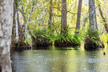 The Corkscrew Regional Ecosystem Watershed bird rookery swamp trails in south Florida