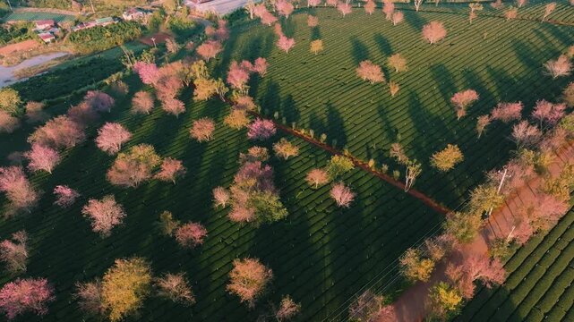 4K Aerial View Of Sunrise Himalayan Cherry Blossoms, Tea Hills in Da Lat, Vietnam
Blooming pink cherry trees scattered among lush green tea rows during a golden sunrise at Cau Dat Tea Hill