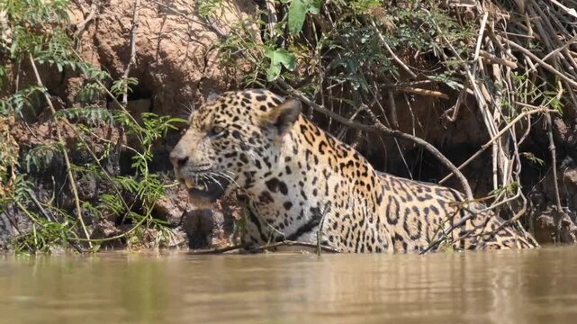 Leopard wading in water, hunting for food
