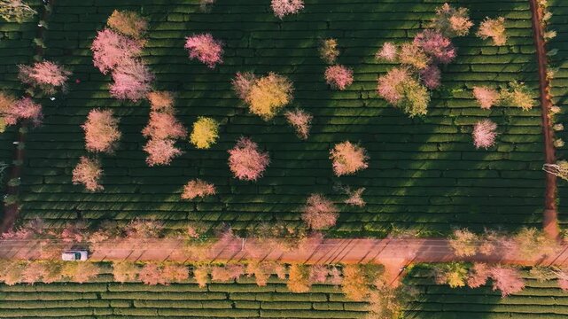 4K Aerial View Of Sunrise Himalayan Cherry Blossoms, Tea Hills in Da Lat, Vietnam
Blooming pink cherry trees scattered among lush green tea rows during a golden sunrise at Cau Dat Tea Hill