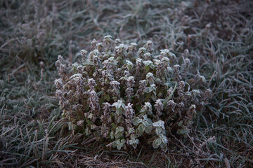 green plant in the winter