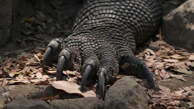 Zoom in on monitor lizard paws and claws