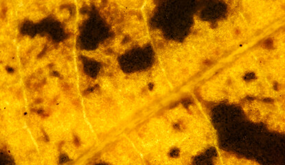 Spotted Yellow Backlit Leaf Decay Macro Texture