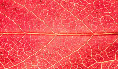 Obraz premium Backlit Red Autumn Leaf Vein Macro Texture