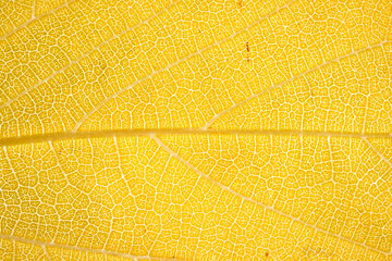 Bright Yellow Backlit Leaf Vein Macro Pattern