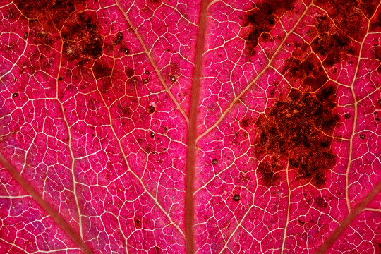 Spotted Magenta Backlit Autumn Leaf Vein Macro