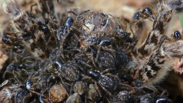 Tarantula with large number of spiderlings