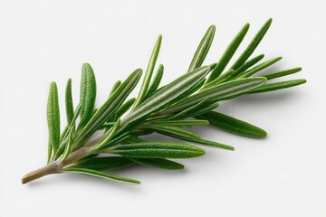 Fototapeta premium Fresh Rosemary Sprig on White Background
