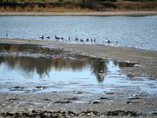 Gulls Resting on a Shallow Sandbar at McIntosh Lake in Late Autumn, Longmont, Colorado