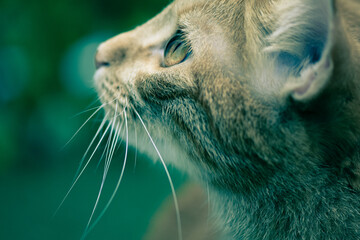 Close up portrait of a cat