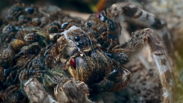 Close-up arantula with spiderlings