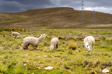 Naklejka premium White Llama and Alpacas in the Peruvian Plain