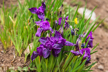 Cluster of Iris germanica, a perennial flowering plant belonging to the family Iridaceae having sword-shaped leaves and large, showy flowers shades of purple and violet with intricate venation.