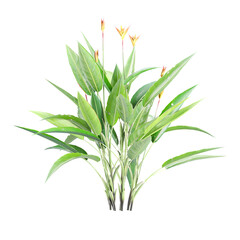 3d illustration of Heliconia Psittacorum flower plant isolated on transparent background