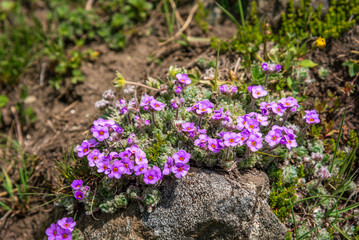 A cluster of vibrant purple alpine flowers with yellow centers blooming on rocky terrain in a natural mountain habitat enroute to Rupin pass trekking trail in Himachal Pradesh.