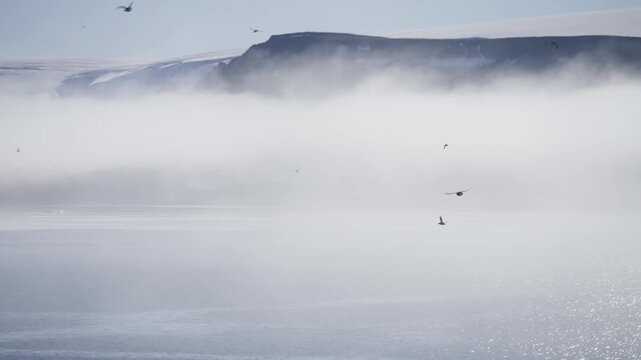 Misty coastal seascape with towering cliffs fading into fog as seabirds glide above shimmering water, transitioning to a solitary bird skimming over rippled blue ocean in flight