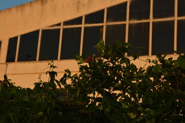 window in the garden