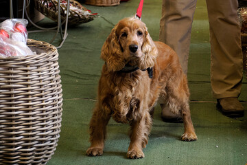 Cute cocker spaniel dog in a xmas shop
