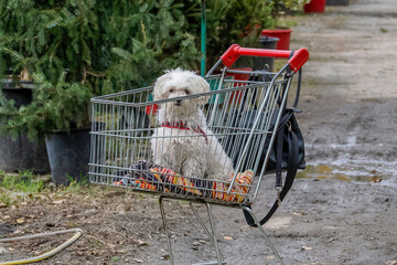 dog inside shopping trolley cart