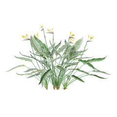 3d illustration of Strelitzia reginae tree isolated on transparent background