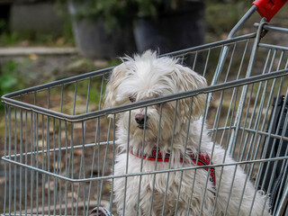 dog inside shopping trolley cart