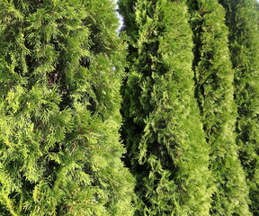 Alberi di thuja, Thuja occidentalis 