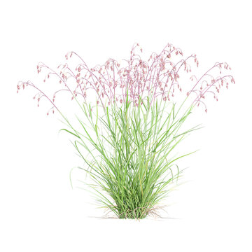 3d Rendering Of ​​green Common quaking grass panorama on Transparent Canvas