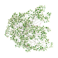 Fototapeta premium 3d Rendering Of ​​Japenese dogwood tree on Transparent Canvas from top view