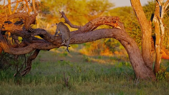Leopard jumping onto a bent tree, slow motion