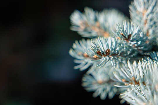 Close-up of blue spruce branch emerging from dark blurred background, selective focus on needles and buds, elegant contrast for nature or holiday themes.