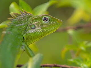 green lizard on a branch
