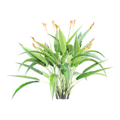 3D rendering of Heliconia Psittacorum flower plant on transparent background
