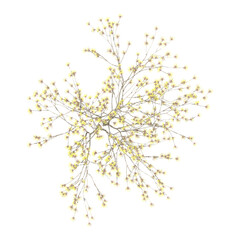 3d Rendering Of Hybrid witch hazel tree on Transparent Canvas from top view