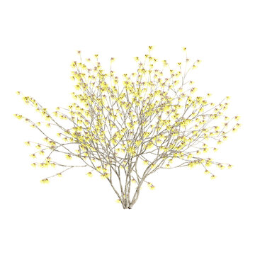 3d Rendering Of Hybrid witch hazel tree on Transparent Canvas
