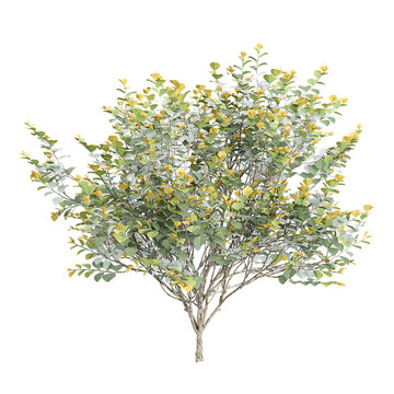 3D rendering of Hybrid witch hazel tree on transparent background