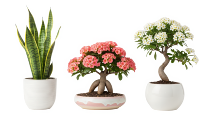 Three potted plants snake plant, desert rose, and flowering bonsai, isolated on transparent background