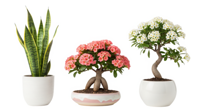 Three potted plants snake plant, desert rose, and flowering bonsai, isolated on transparent background - Powered by Adobe