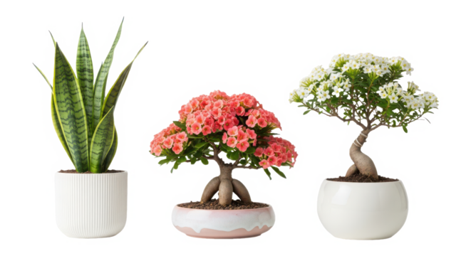 Three potted houseplants including a snake plant and two flowering bonsai trees, isolated on transparent background