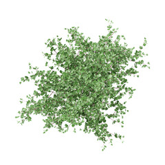 3D rendering of Swamp birch tree on transparent background from the top view