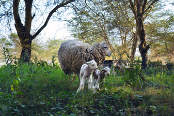 Fototapeta premium A sheep and two lambs