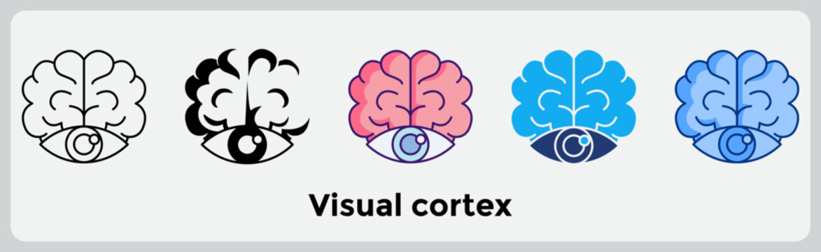 Visual cortex