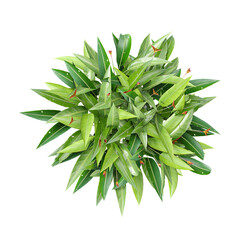 collection of  Heliconia Psittacorum flower plant on transparent canvas from the top view