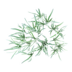 collection of  Snowdrop tree on transparent canvas from the top view