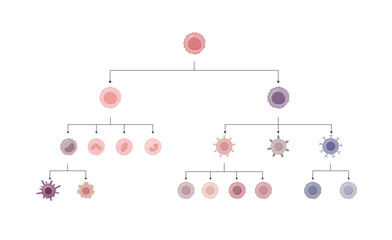 Cells of the innate and adaptive immune system, Hematopoiesis cell type scheme, stem cell, B and T lymphocytes, Basophil, neutrophil, eosinophil, monocyte, dendritic cell, macrophage and plasma cells.