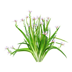 collection of Butomus Plant on transparent canvas