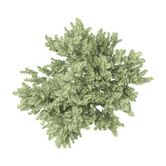 collection of Hybrid witch hazel tree on transparent canvas from the top view