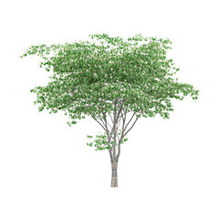 collection of Japenese dogwood tree on transparent canvas
