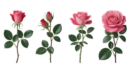 Naklejka premium Beautiful pink roses in various stages of bloom, a lovely botanical illustration for Valentine's Day designs, wedding invitations, or floral art projects that need a touch of elegance