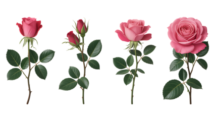 Beautiful pink roses in various stages of bloom, a lovely botanical illustration for Valentine's Day designs, wedding invitations, or floral art projects that need a touch of elegance