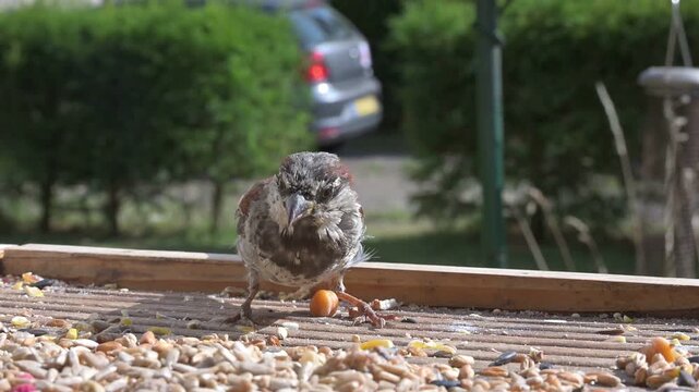 House Sparrows (Passer domesticus) two rather scruffy males eating seeds from a bird table on a windowsill, joined by a female. August, Kent, UK Slow motion x5